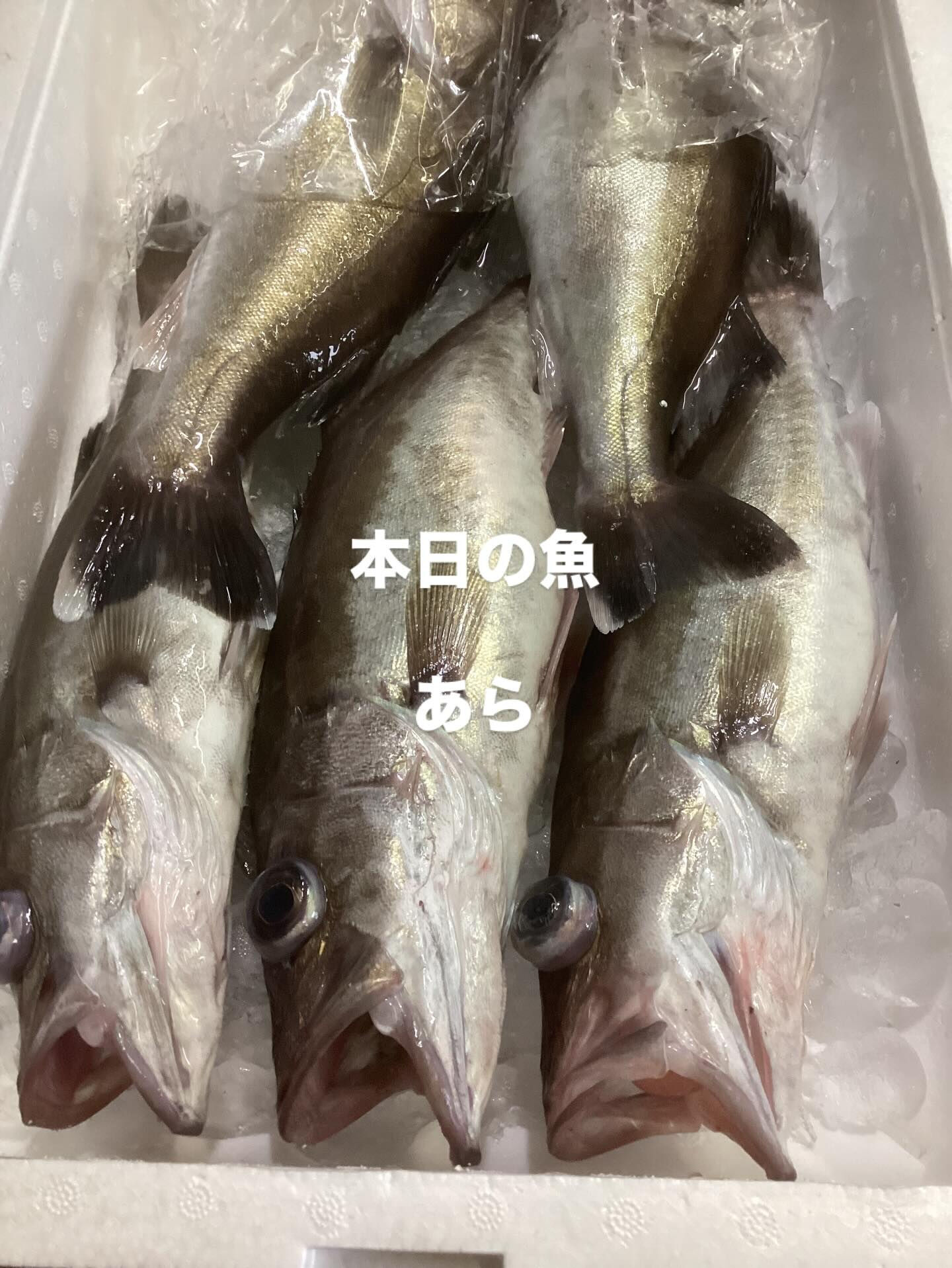 本日、良い魚入荷しております❗️