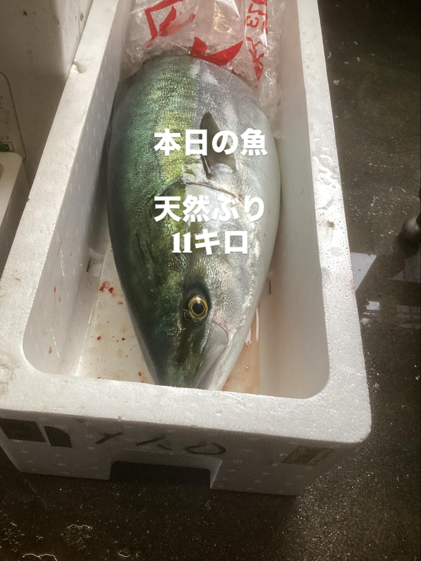 11キロの天然ぶり入荷‼️