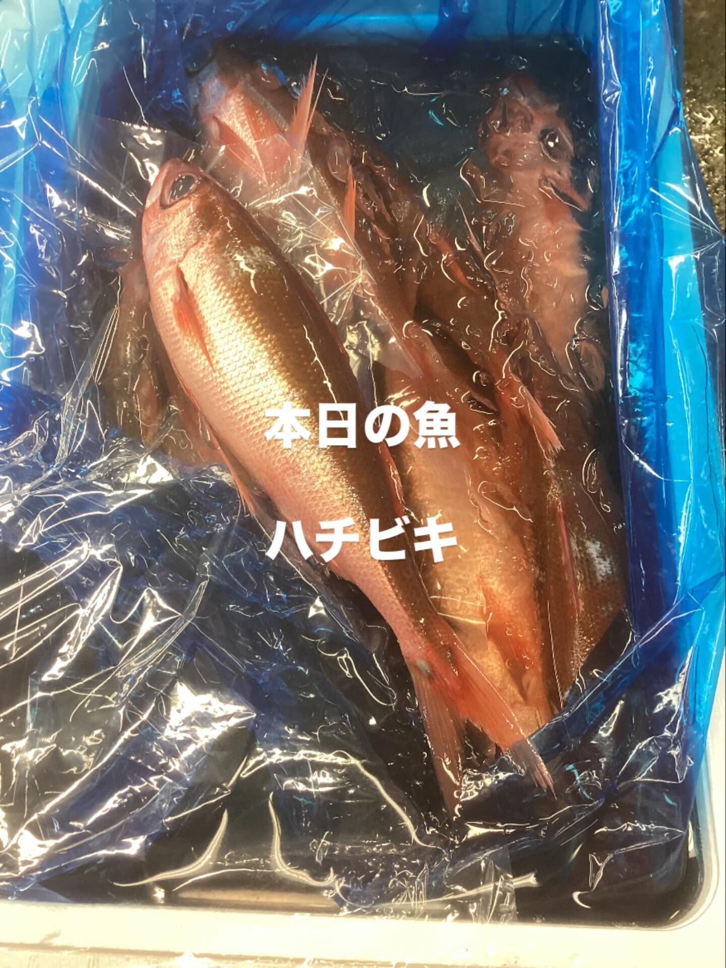今日のお魚