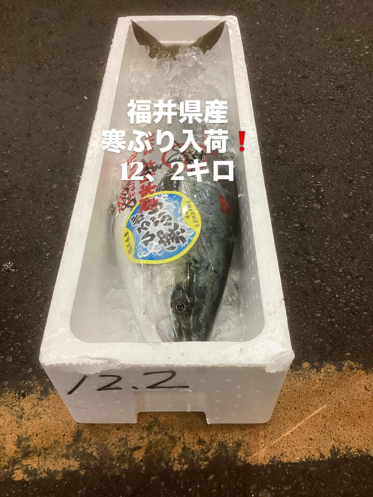 福井県産.寒ぶり入荷致しました❗️