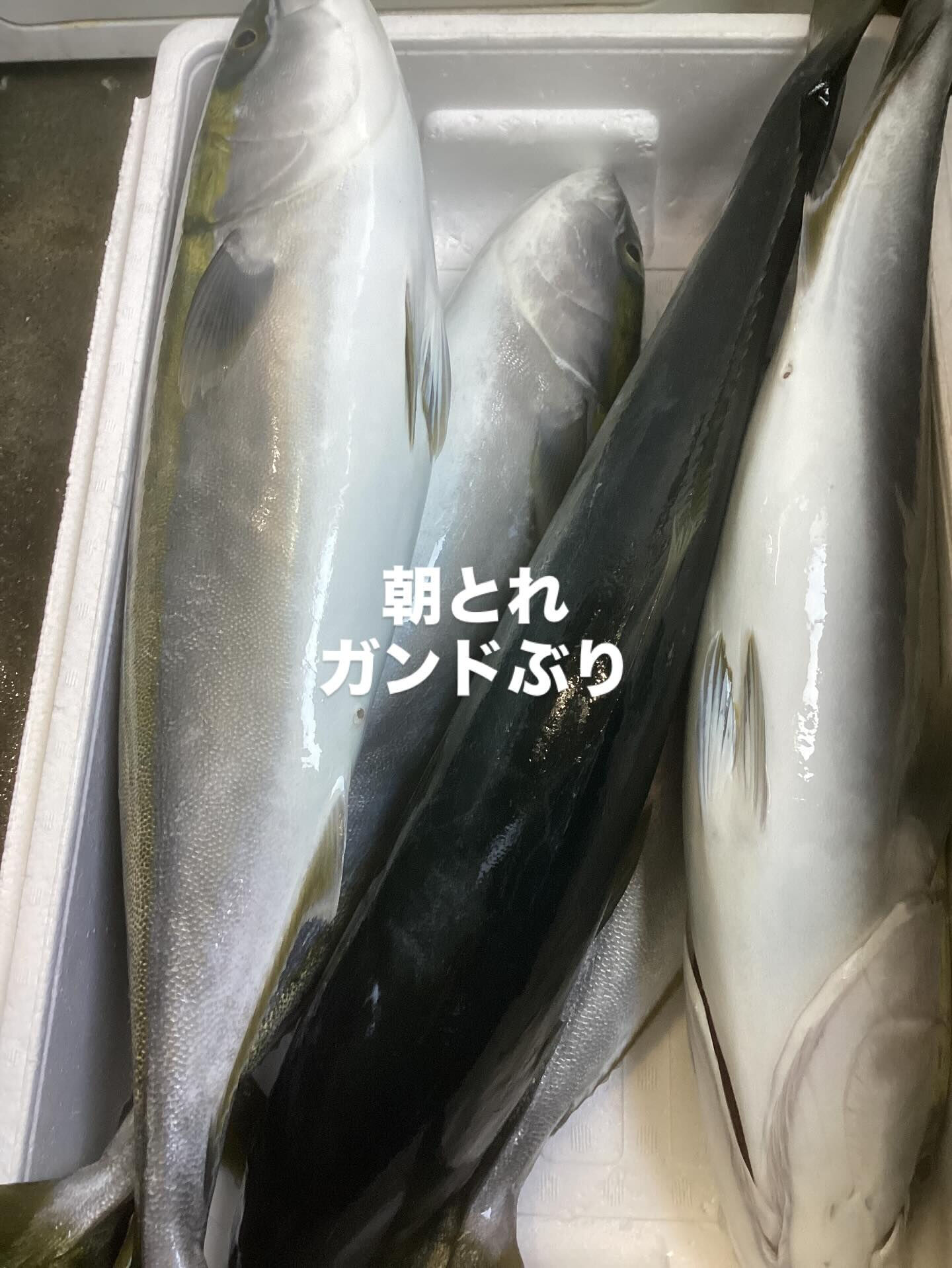 本日入荷です❗️