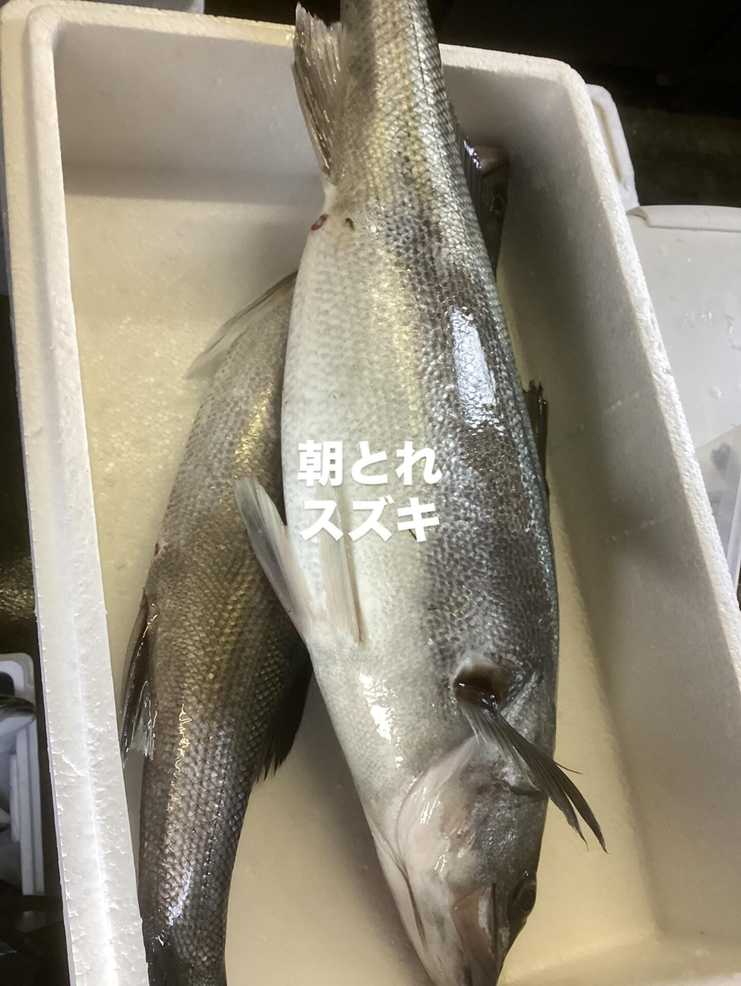 本日入荷です❗️