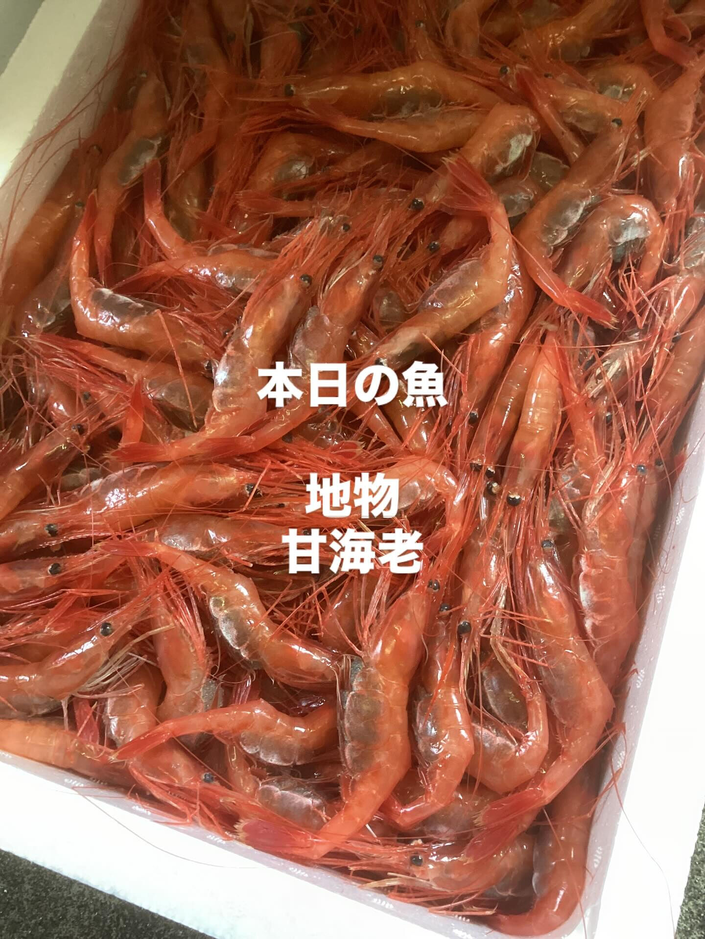 本日の魚は「地物甘海老」です！