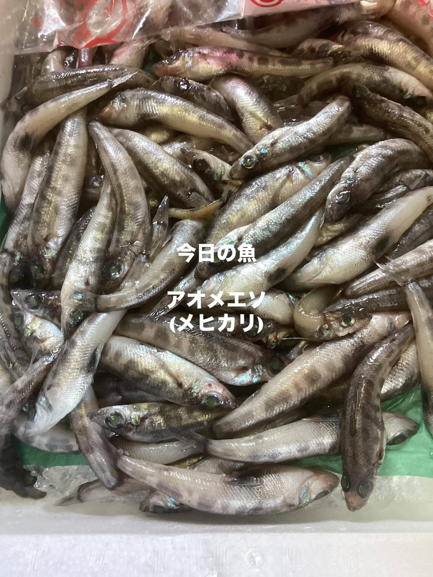 本日の魚はアオメエソ(メヒカリ)です