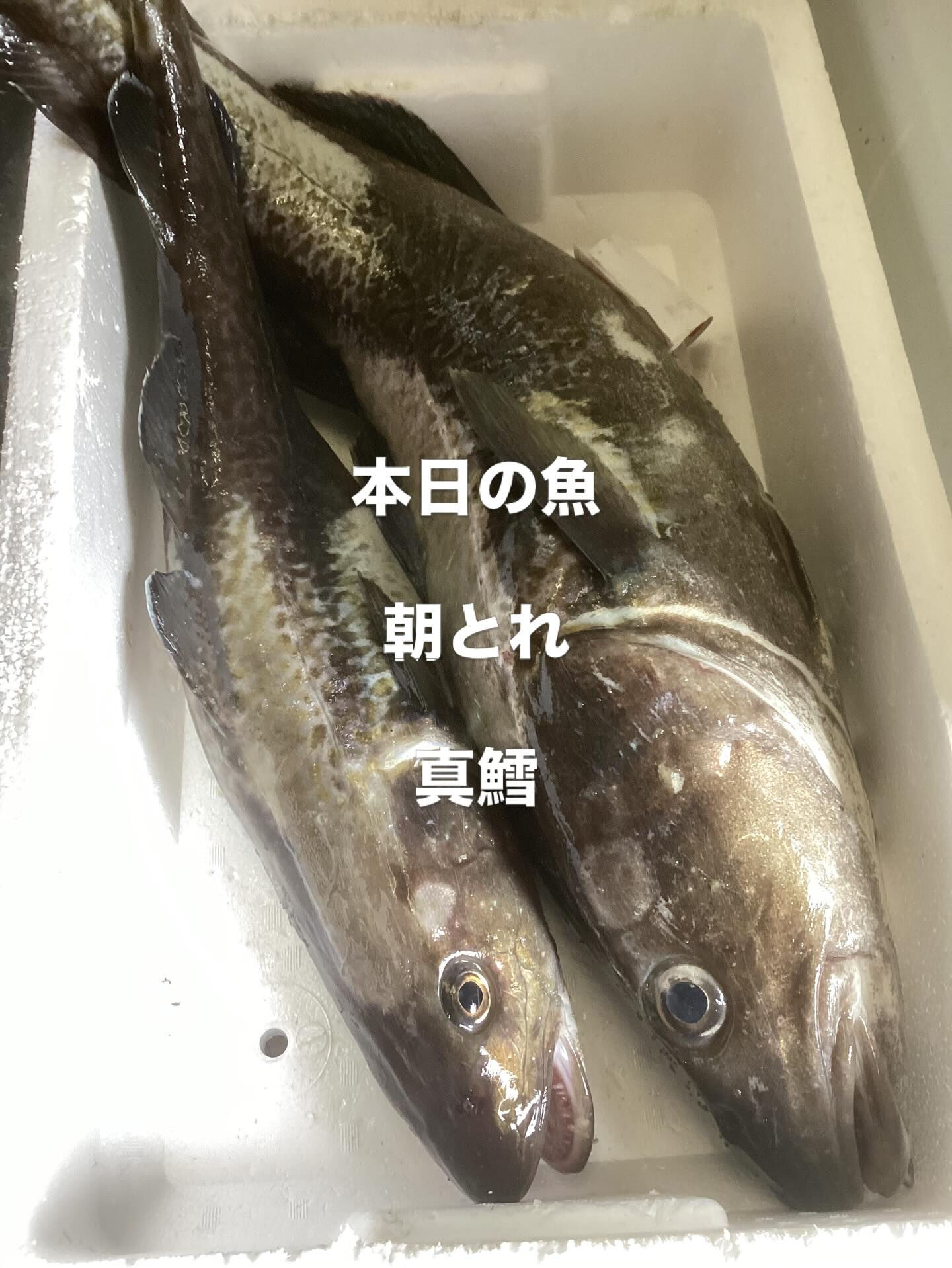 本日.朝とれで入荷です！