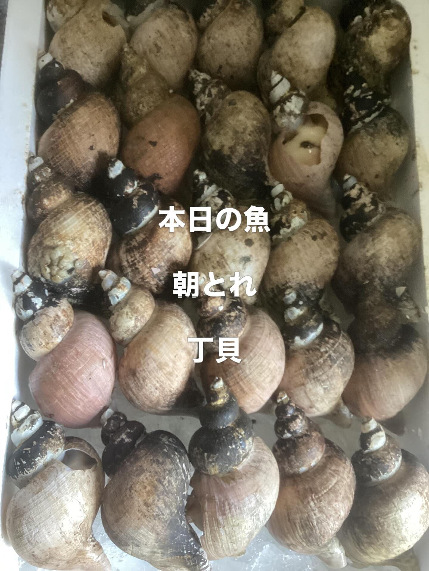 本日.朝とれで入荷です！