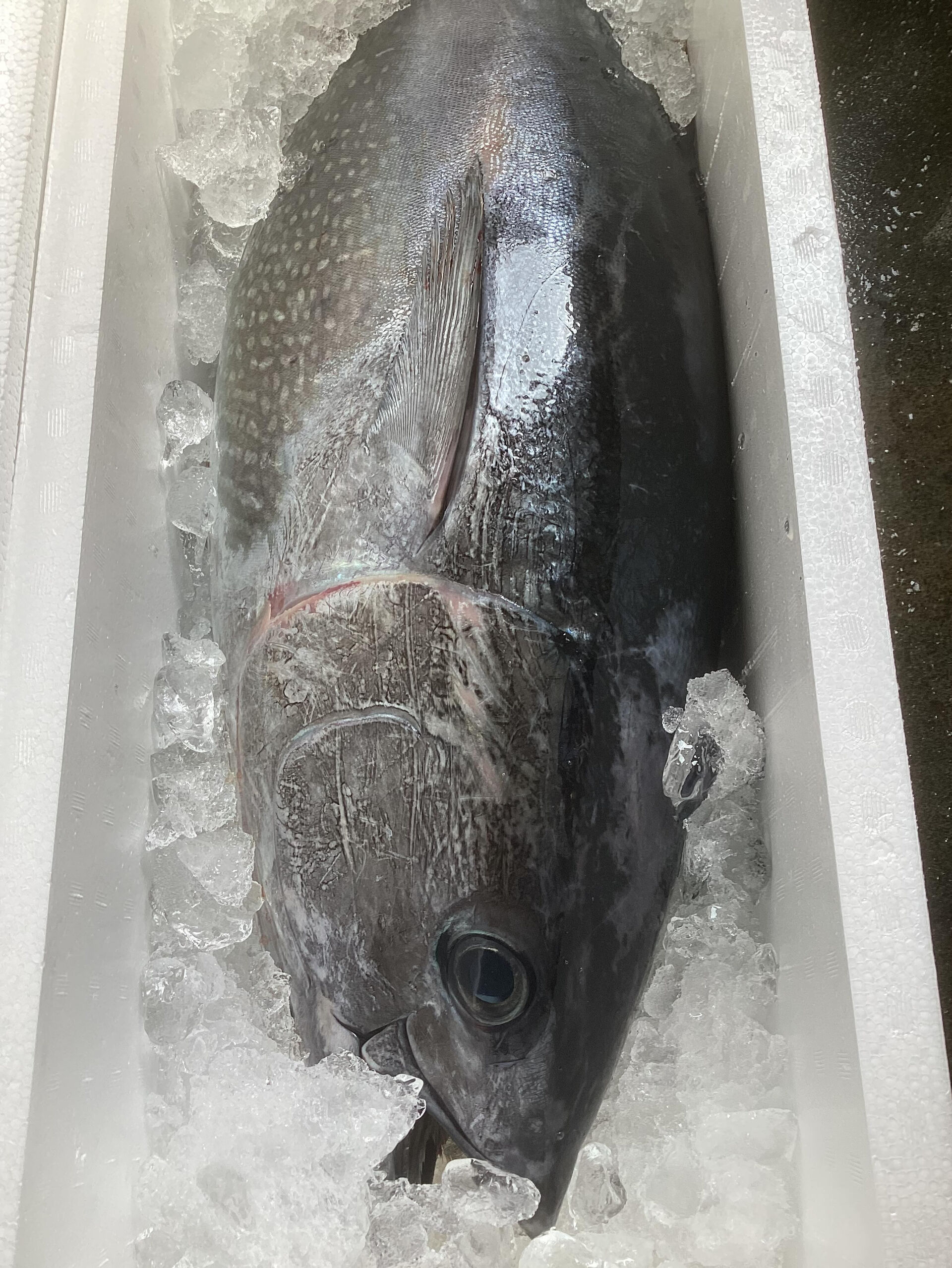 本日の魚は「メジマグロ」12キロ台です❗️