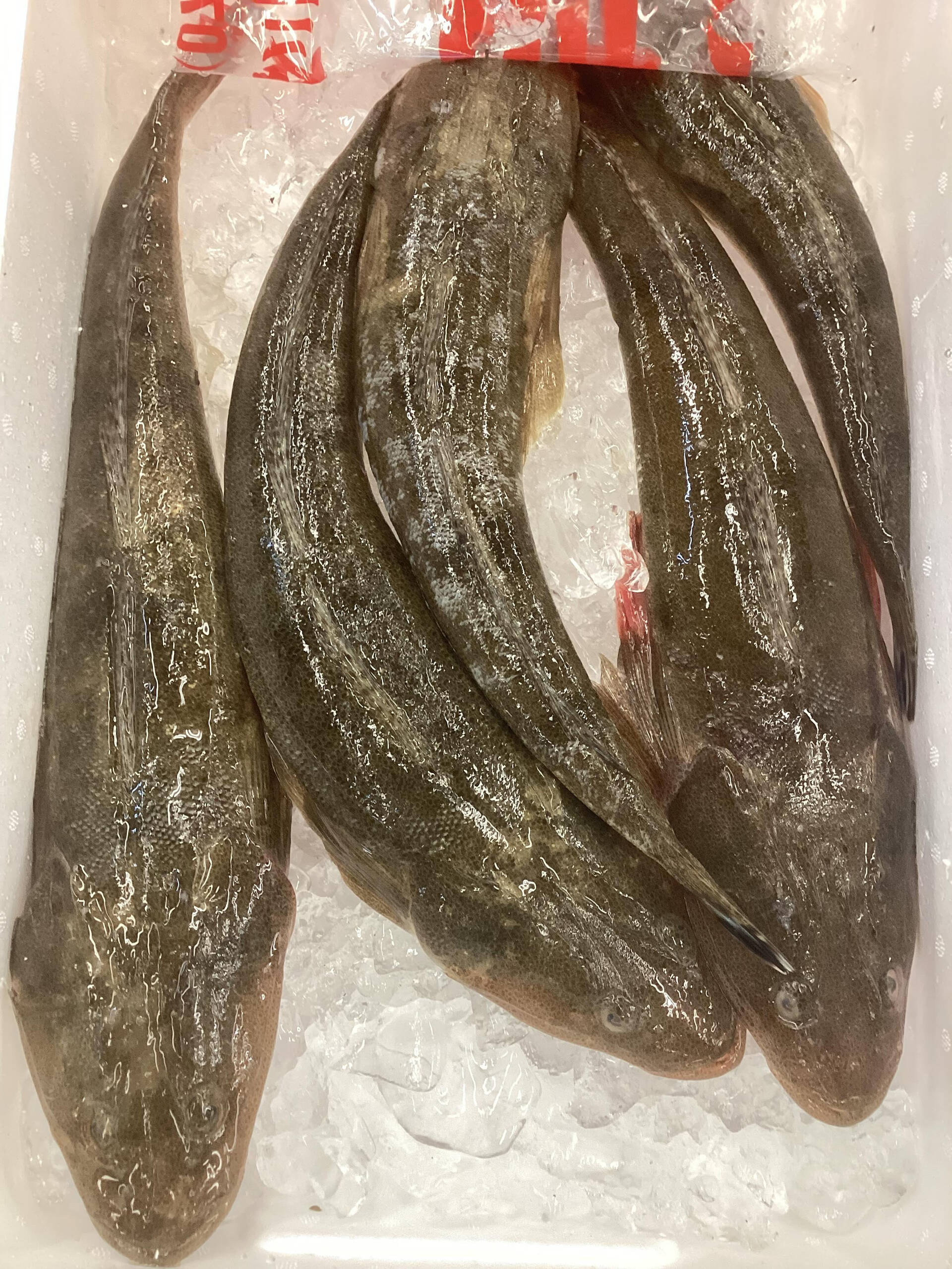 本日の魚は「地物こち」