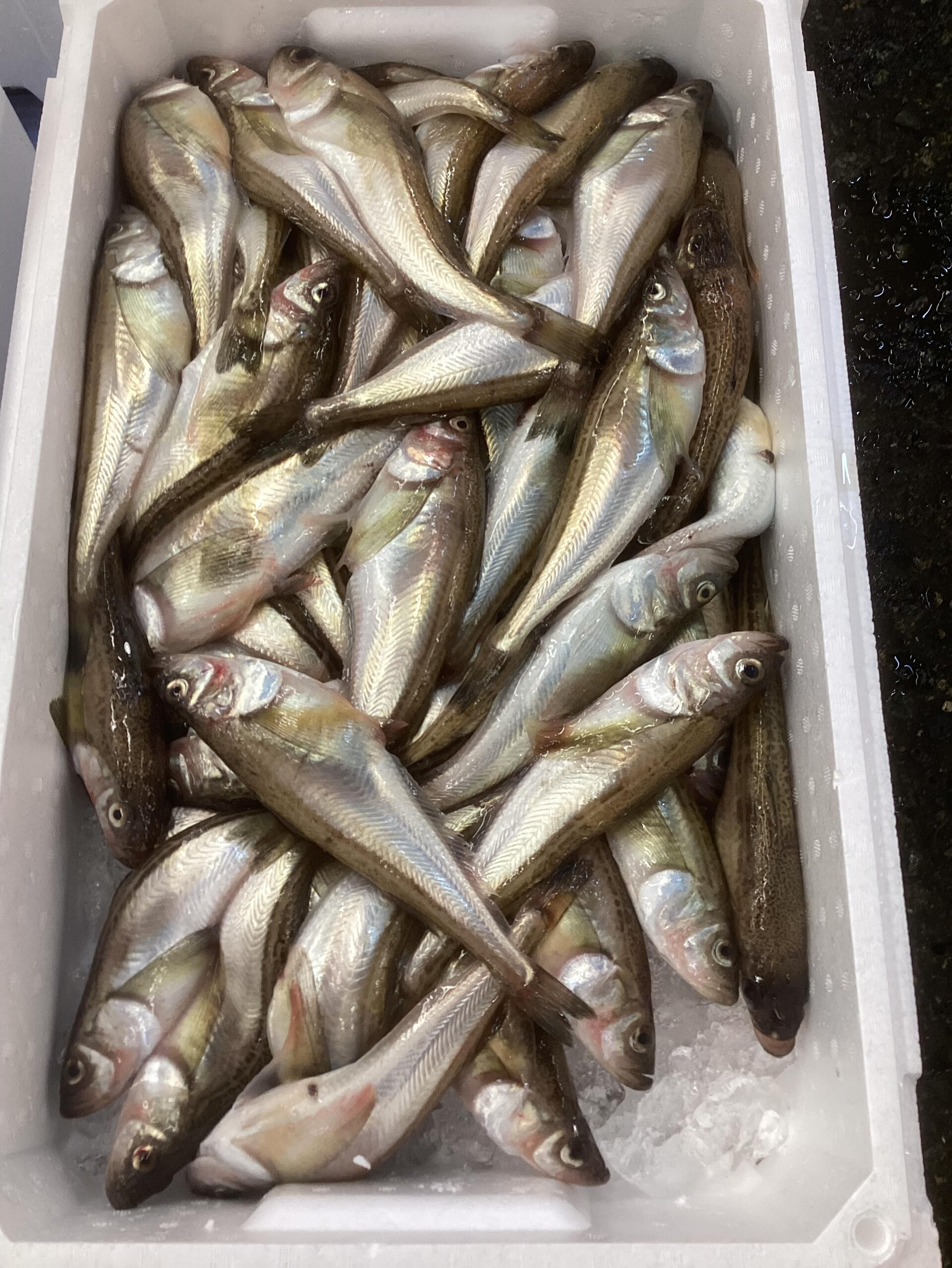 今日の魚は「大型はたはた」