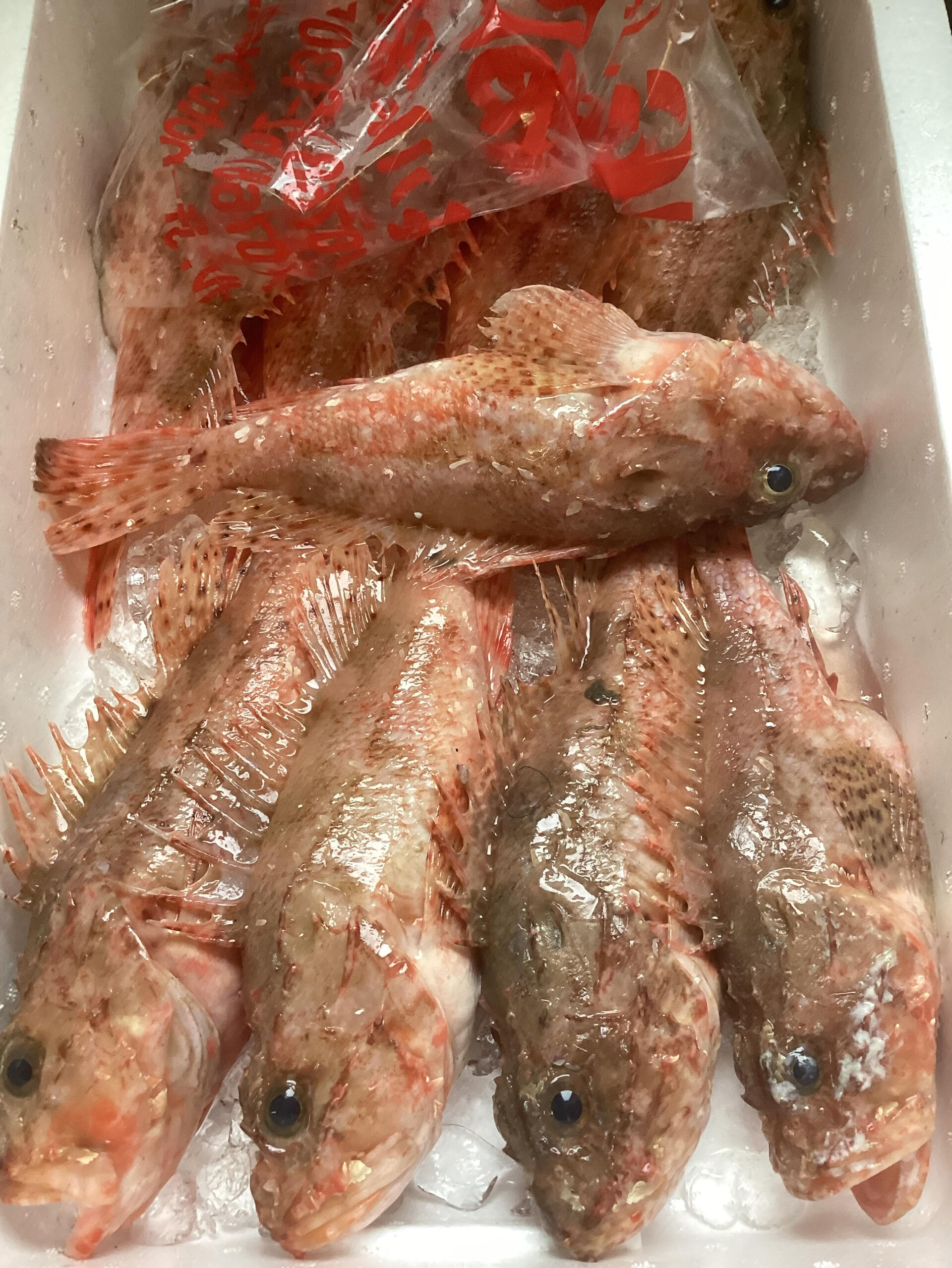 本日の魚は「鬼かさご」