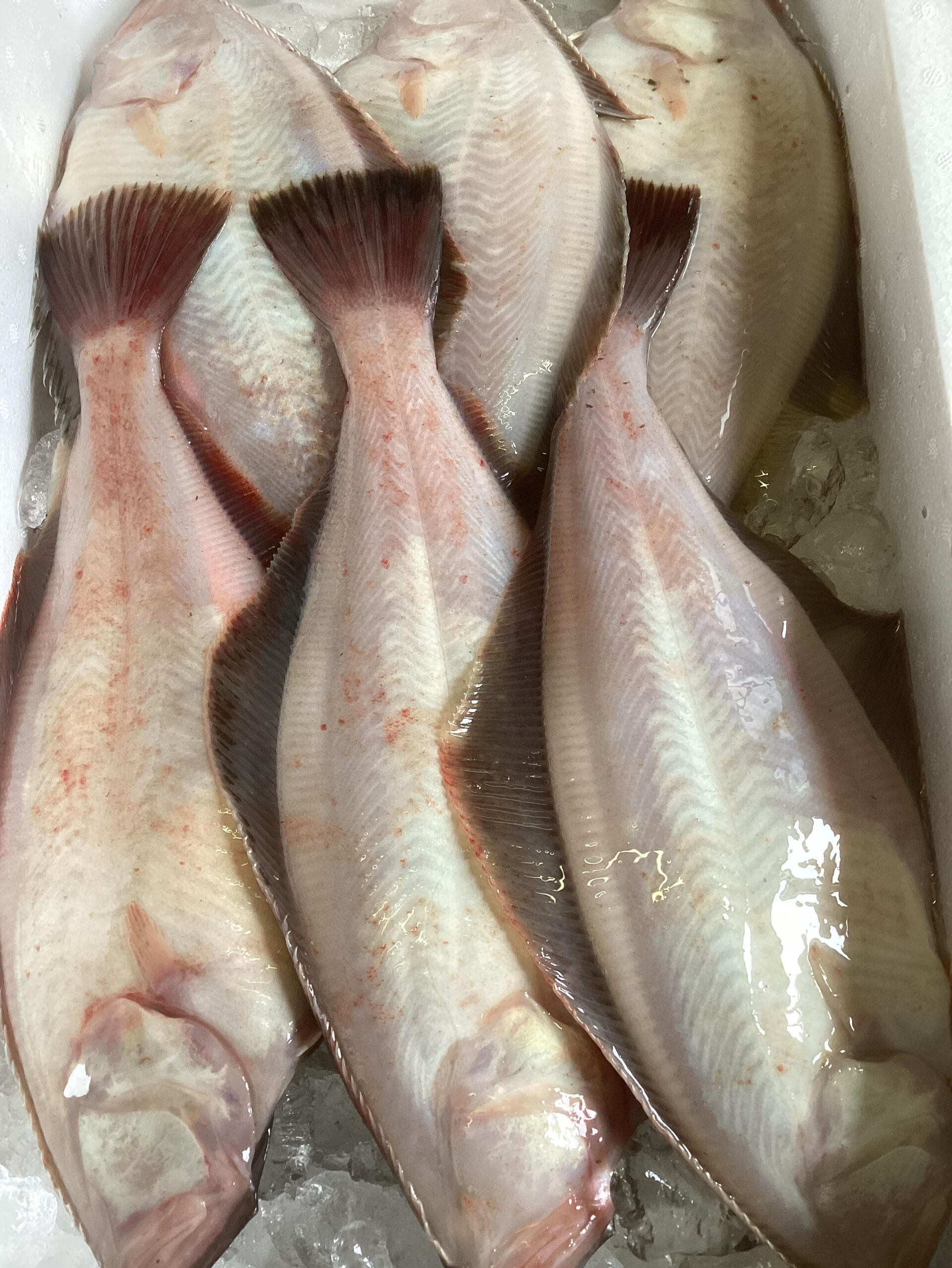 今日の魚は「地物赤カレイ」