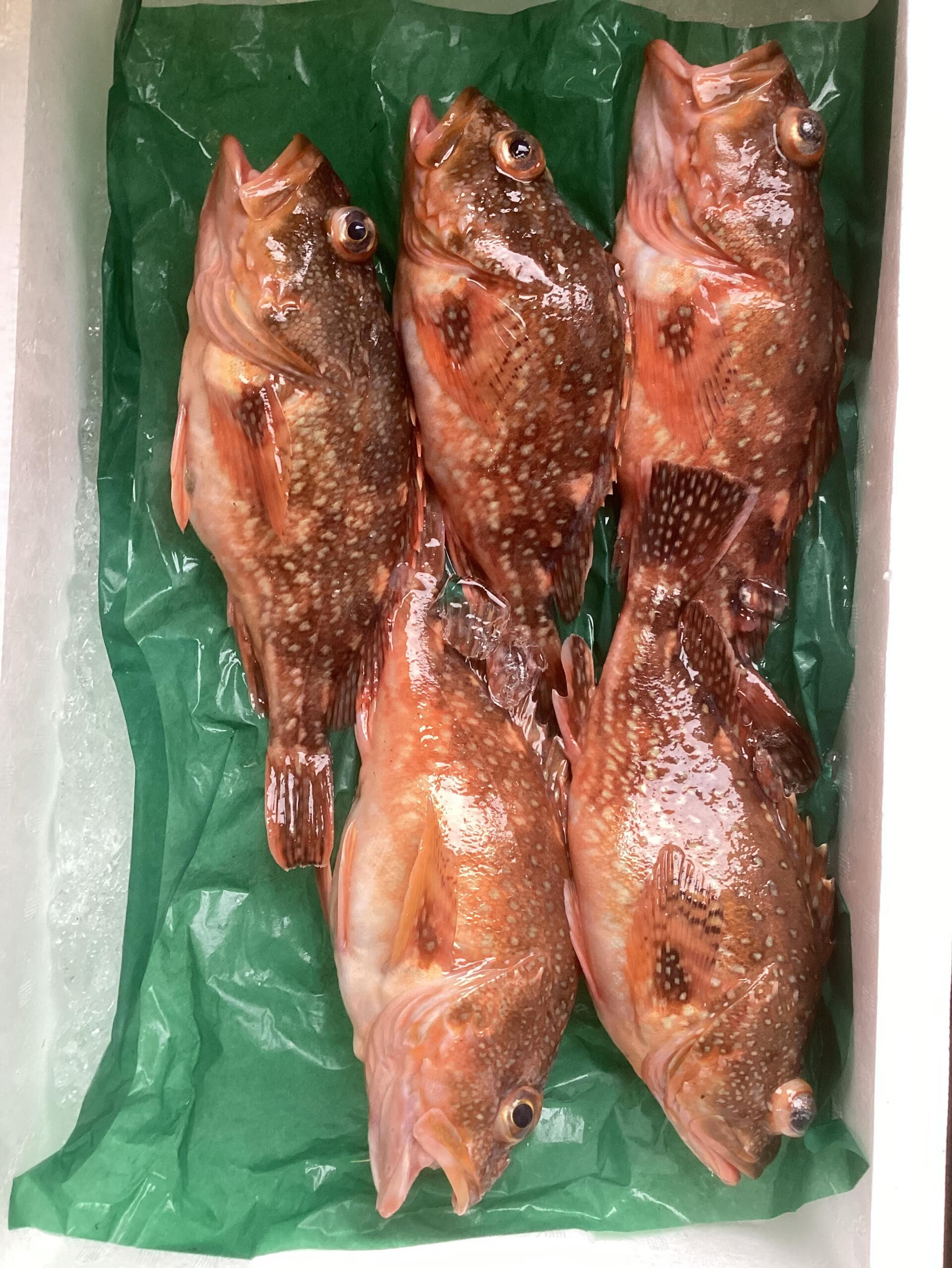 今日の魚は七尾港より(朝とれ)で