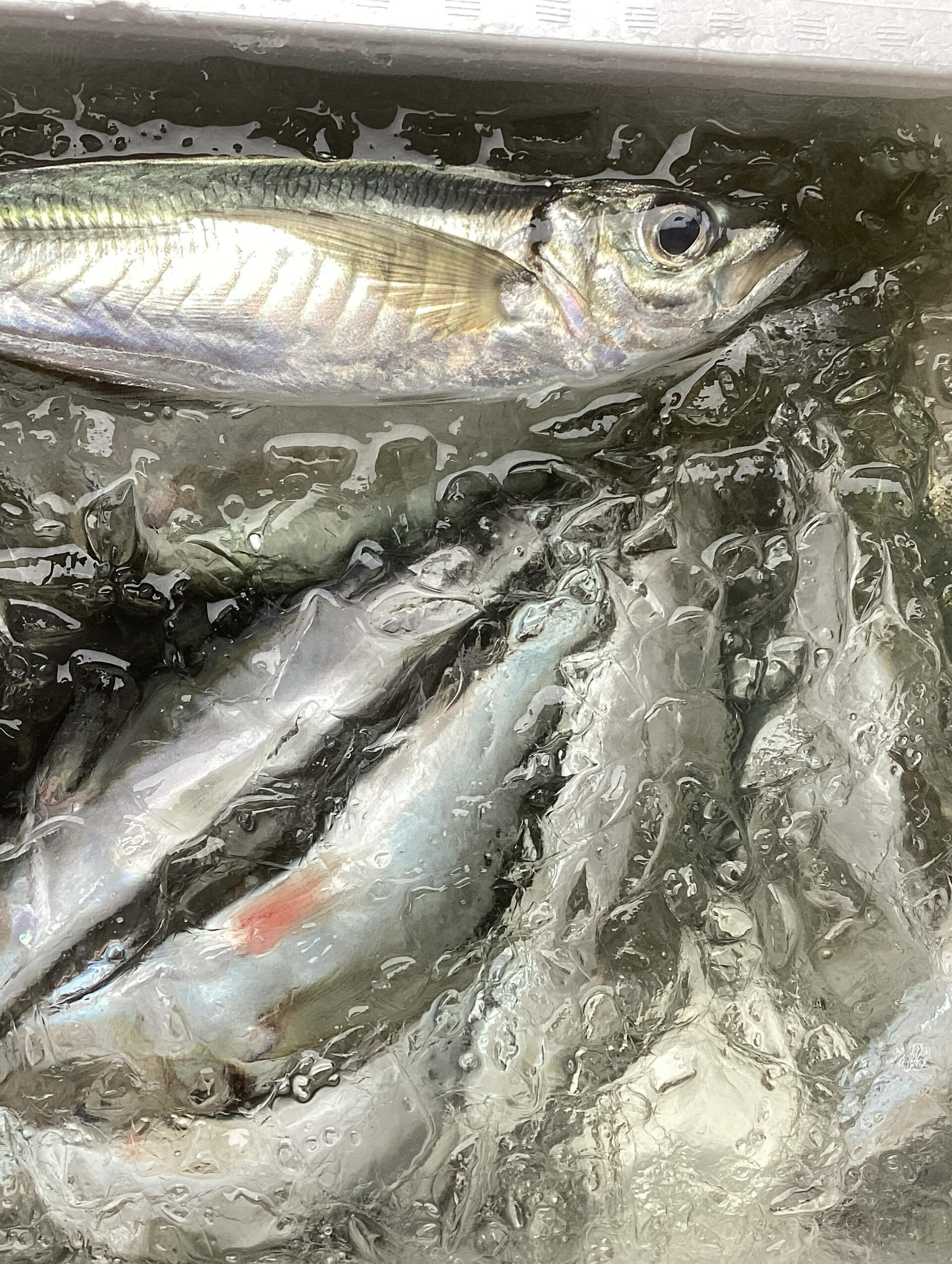 今日の魚は七尾港より(朝とれ)で