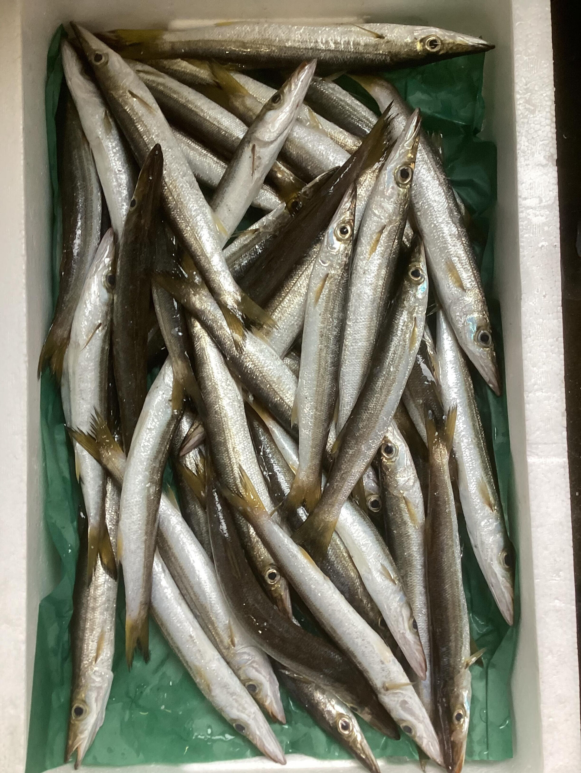 今日の魚は七尾港より(朝とれ)で