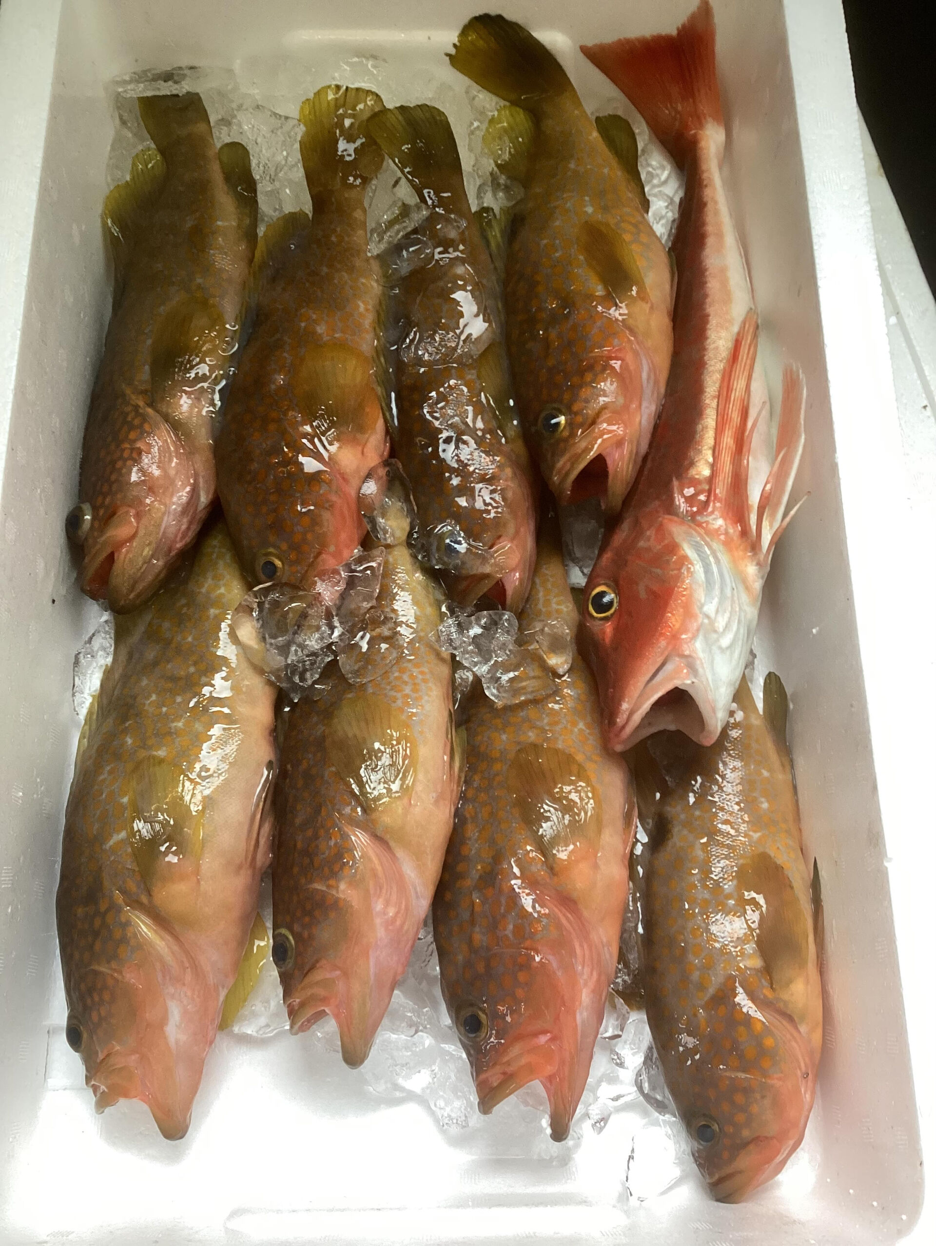 今日の魚は「地物なめら」と「地物ホウボウ」です